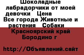 Шоколадные лабрадорчики от моей девочки › Цена ­ 25 000 - Все города Животные и растения » Собаки   . Красноярский край,Бородино г.